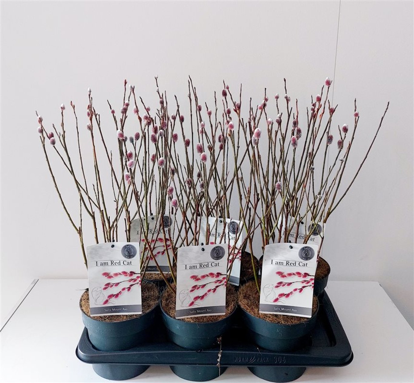 Salix gracilistyla 'Mt. Aso' - C2 30-40 CM